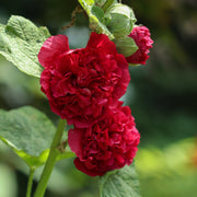 Hollyhock (Alcea) Chater's Red 9cm -