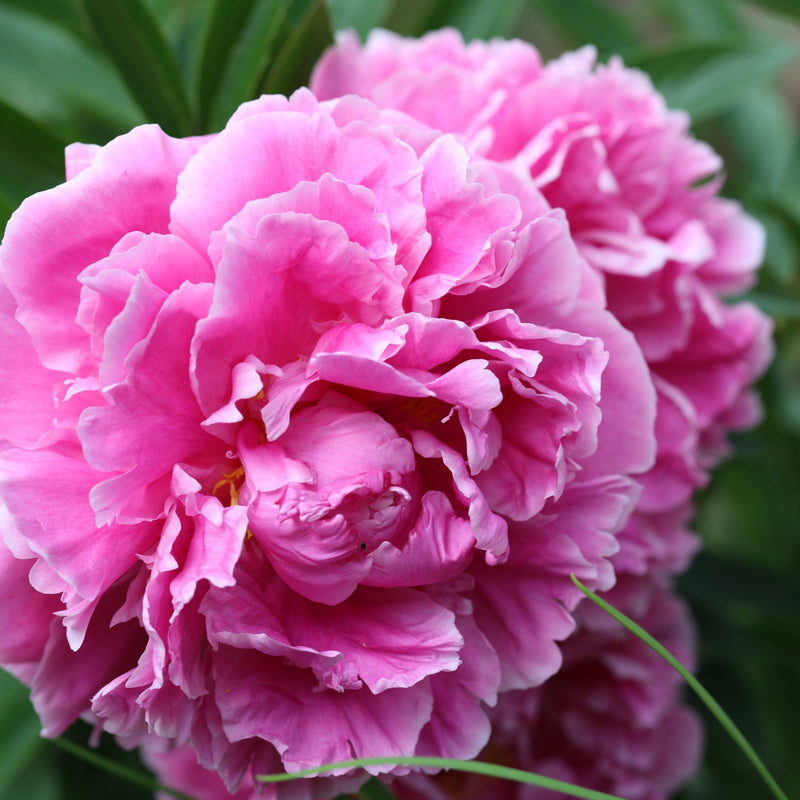 Peony 'Alexander Fleming' | Exotic Collection | 1 Bulb -