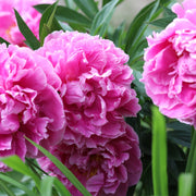 Peony 'Alexander Fleming' 1L -
