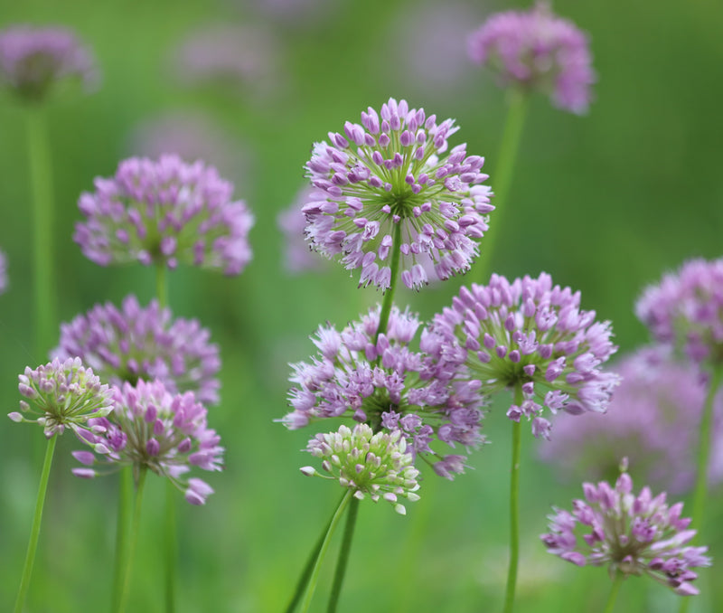 Allium angulosum (Chives) - Marginal Pond Plants - BP005A