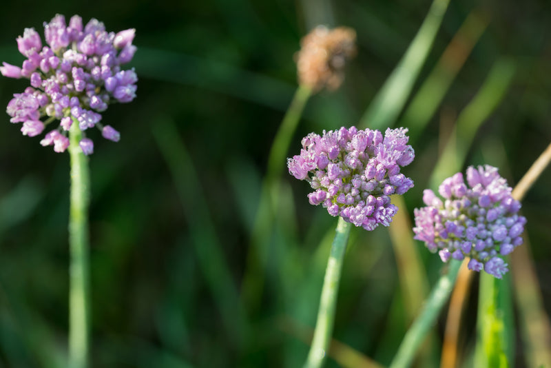 Allium angulosum (Chives) - Marginal Pond Plants - BP005A