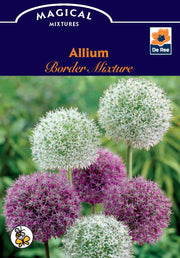 Allium Purple & White (5/10 Bulbs) -