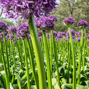 Allium 'Gladiator' 2L Pot -