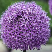 Allium 'Gladiator' 2L Pot -