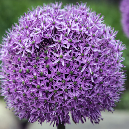 Allium 'Gladiator' 2L Pot -