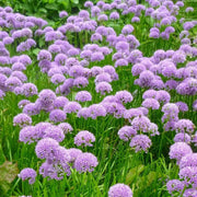 Allium 'Millenium' 2L -