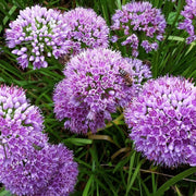 Allium 'Millenium' 2L -