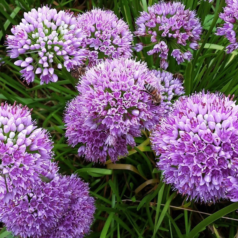Allium 'Millenium' 2L -