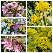 Allium Mixed Bulbs (25 Bulbs) -