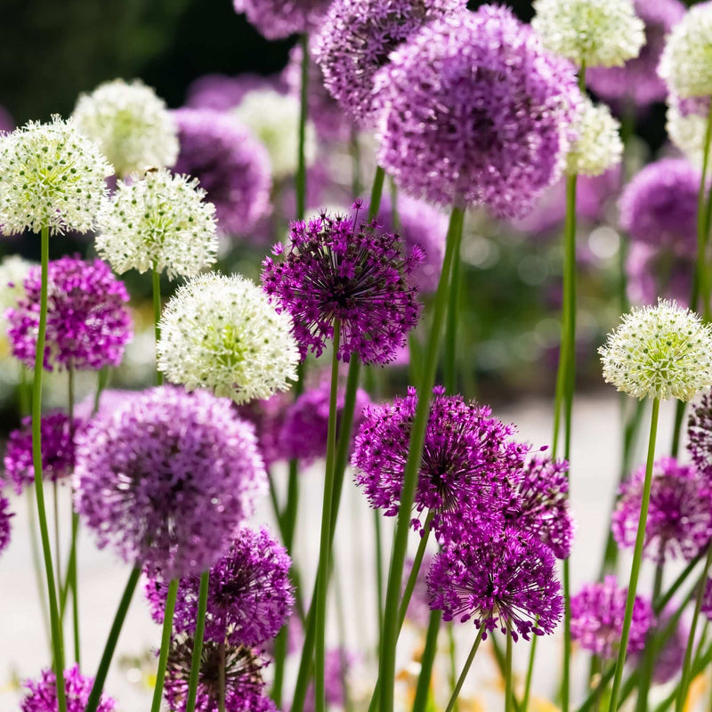 Allium 'Sensation Mixed' (5 Bulbs) -
