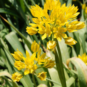Allium Mixed Bulbs (25 Bulbs) -