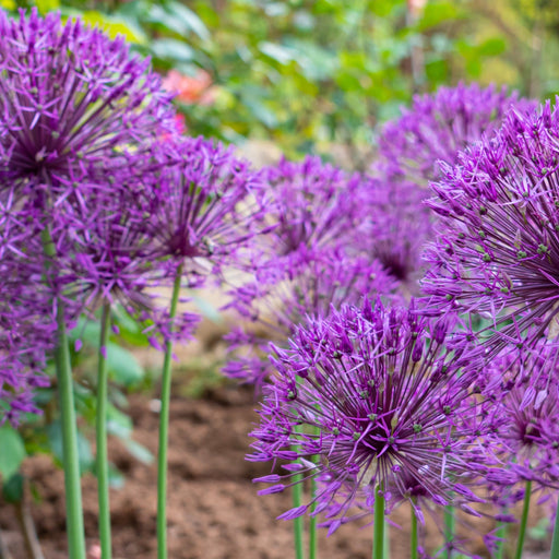 Allium 'Purple Sensation' (5 Bulbs) -