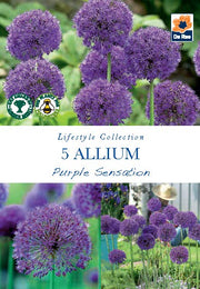 Allium 'Purple Sensation' (5 Bulbs) -