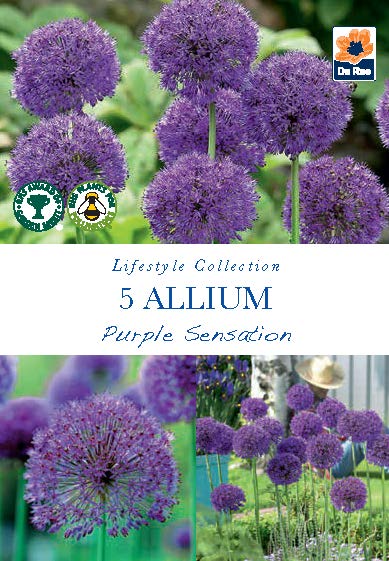 Allium 'Purple Sensation' (5 Bulbs) -