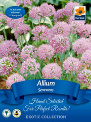 Allium senescens | Exotic Collection | 1 Bulb -