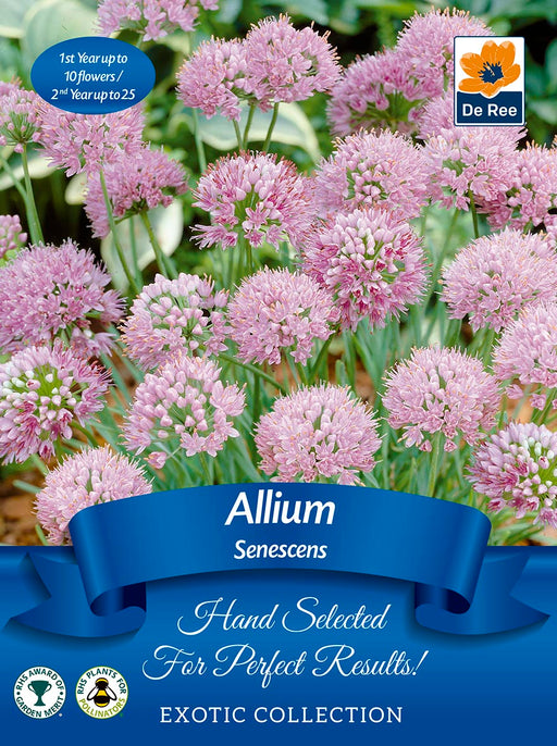 Allium senescens | Exotic Collection | 1 Bulb -