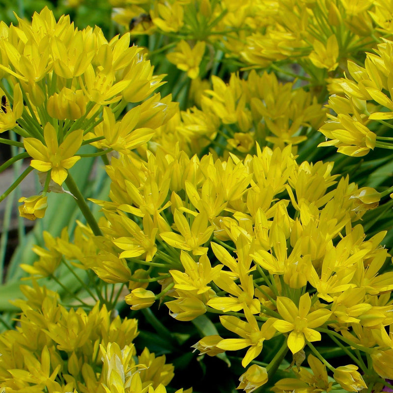 Allium Mixed Bulbs (25 Bulbs) -