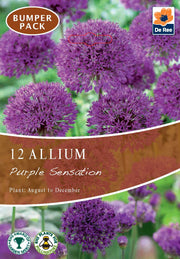 Allium 'Purple Sensation' (10 Bulbs) -