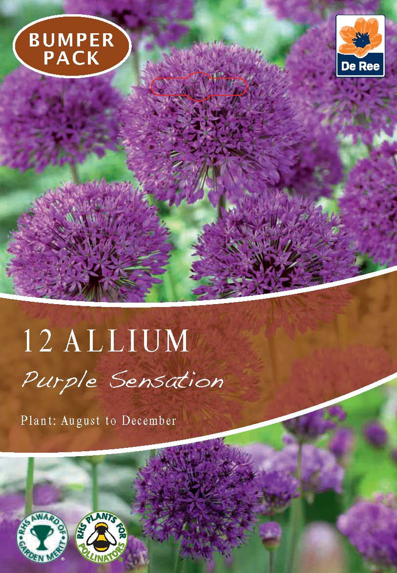 Allium 'Purple Sensation' (10 Bulbs) -