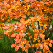Amelanchier lamarckii 3.5L / 7.5L -