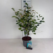 Amelanchier lamarckii 3.5L / 7.5L -