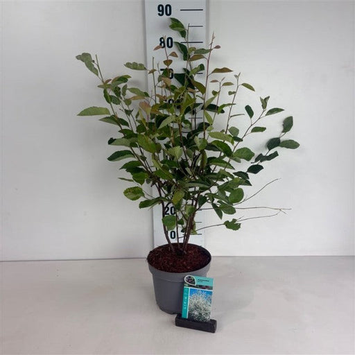 Amelanchier lamarckii 3.5L / 7.5L -