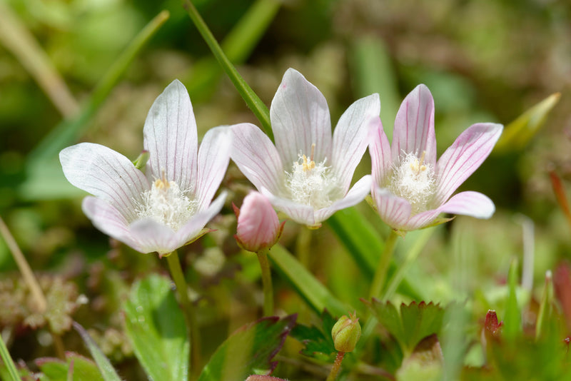 Anagellis Tenella - BP006 Packs