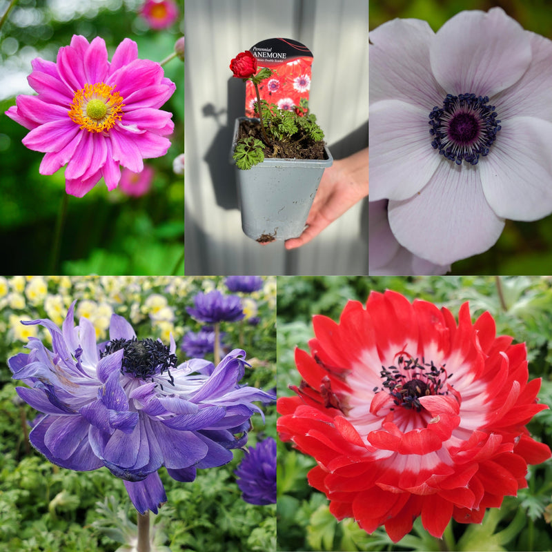 SPECIAL OFFER: Anemone Mix of 5 -