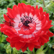 Anemone coronaria Harmony Double Scarlet 1L -