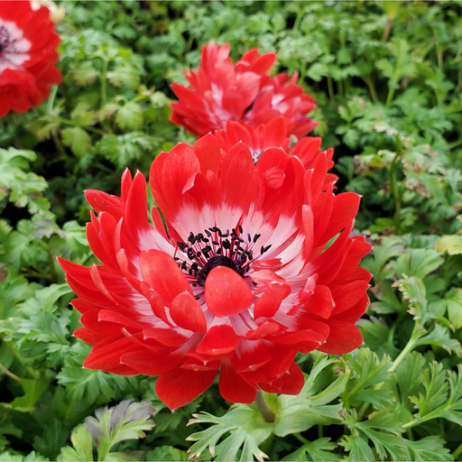 Anemone coronaria Harmony Double Scarlet 1L -