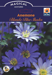 Anemone 'Blanda Blue Shades' (12 Bulbs) -