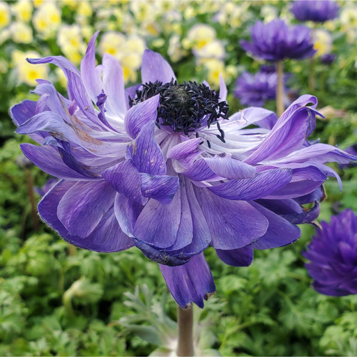 Anemone coronaria Harmony Double Blue 1L -