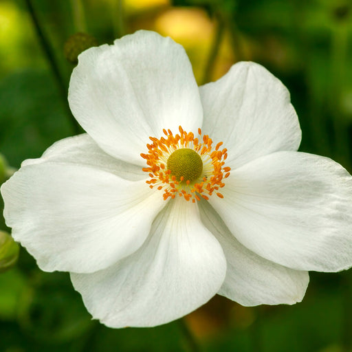 Anemone hybrida Honorine Jobert 9cm - 2L -