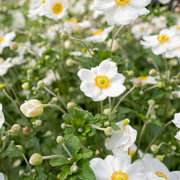 Anemone hybrida Honorine Jobert 9cm - 2L -