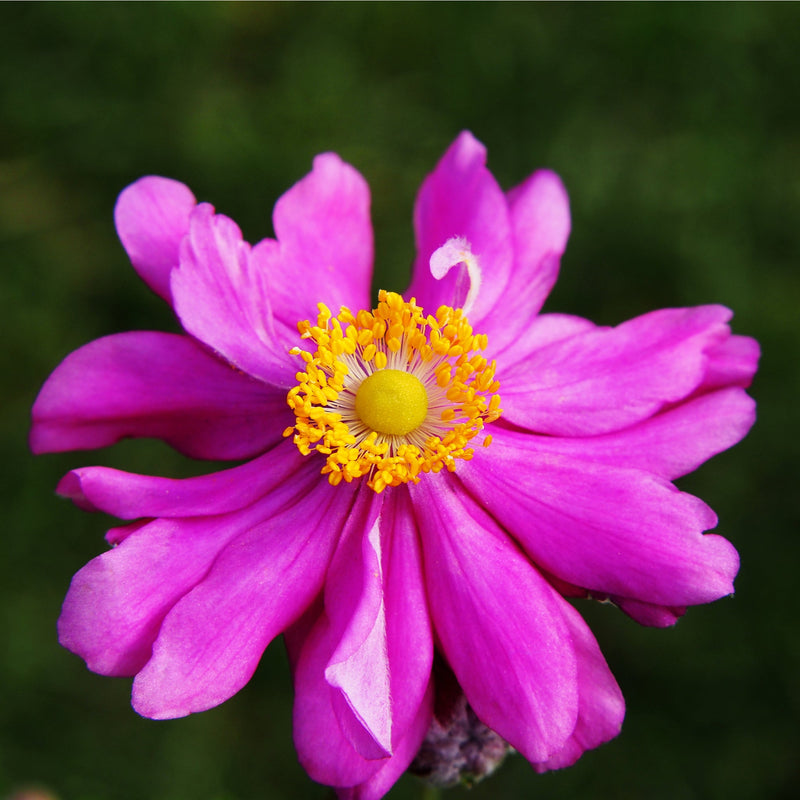 Anemone x hybrida 'Prince Henry' 9cm -