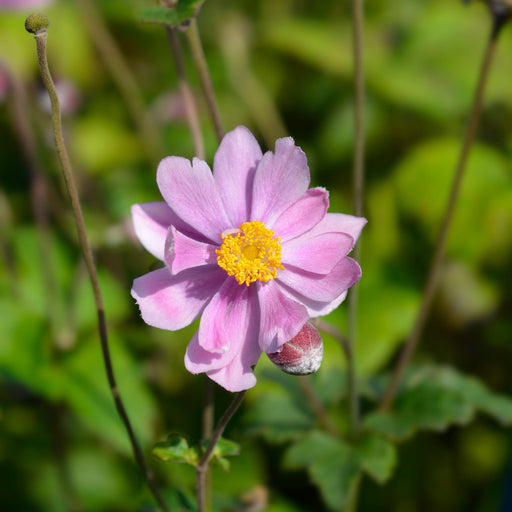 Anemone x hybrida 'Serenade' 1L -