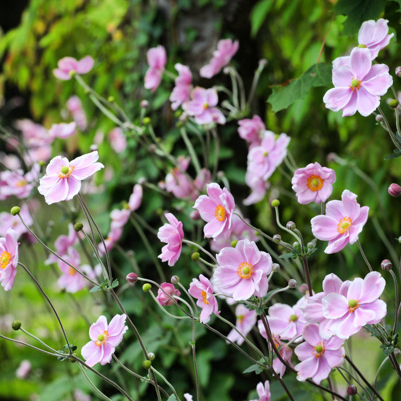 Anemone huphensis - 'Splendens' 1.5L -
