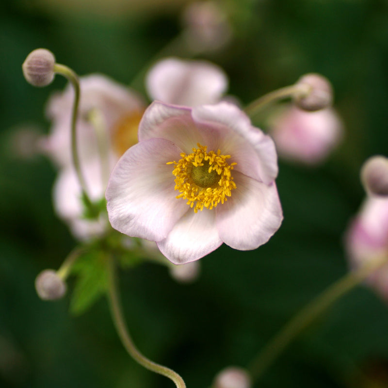 Anemone huphensis - 'Splendens' 1.5L -