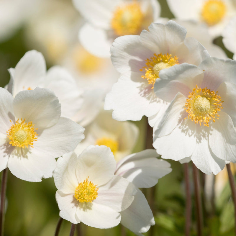 Anemone 'Dainty Swan' 3L -