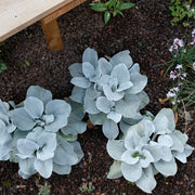 Senecio 'Angel Wings' Evergreen 9cm/2L/5L -