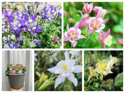 SPECIAL OFFER: Aquilegia Mix (5 Plants - 1.5L Pots) -