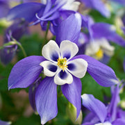 Aquilegia 'Spring Magic Blue' 9cm/1.5L -