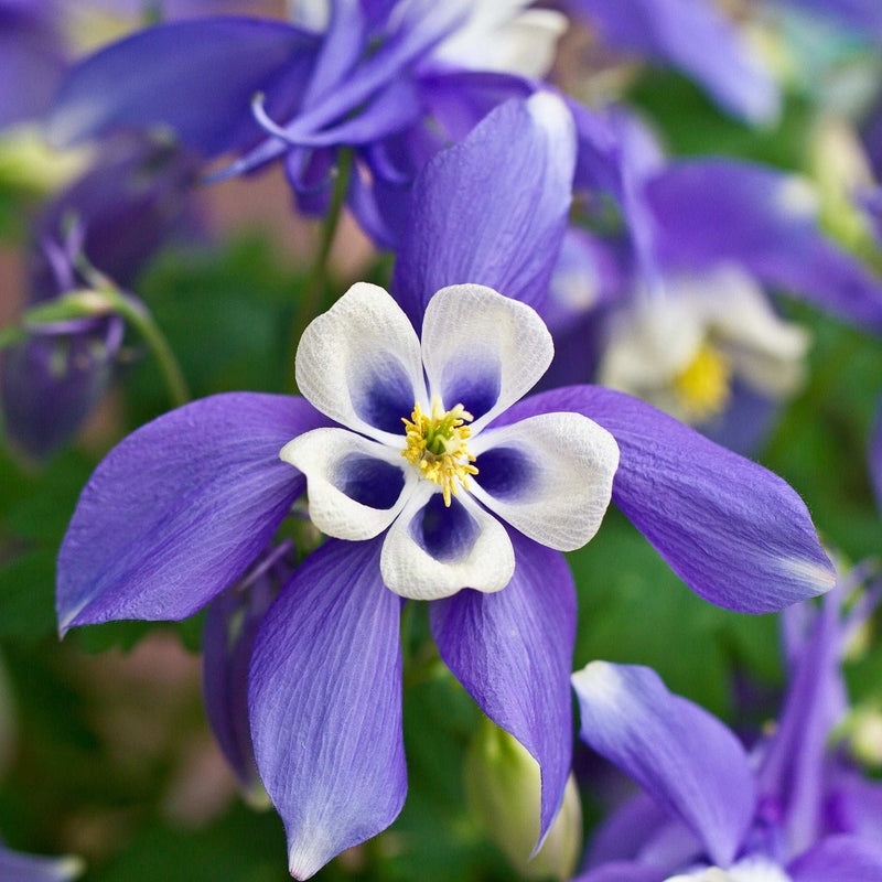 Aquilegia 'Spring Magic Blue' 9cm/1.5L -
