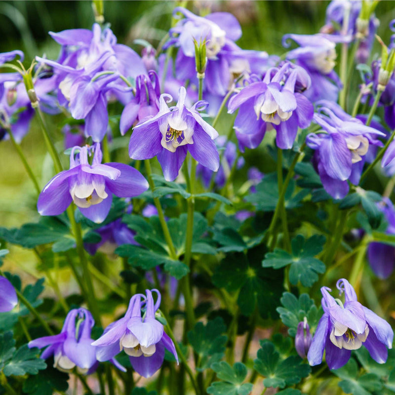 Aquilegia 'Spring Magic Blue' 9cm/1.5L -