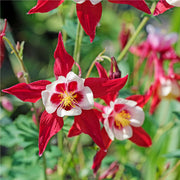 Aquilegia earlybird - Red/White 2L -
