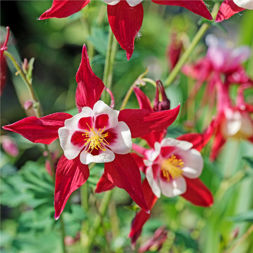 Aquilegia earlybird - Red/White 2L -