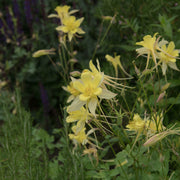 Aquilegia 'Yellow Star' 1L -