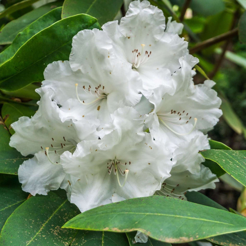 Rhododendron Dwarf White ‘Arctic Tern’ 2L -