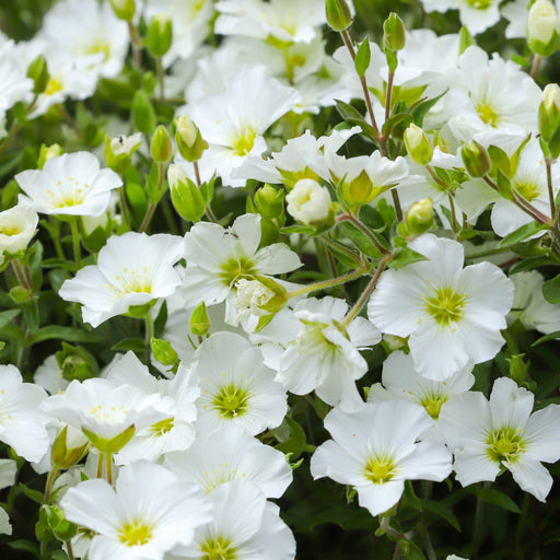 Arenaria montana 'Summer White Compact' 1.5L -