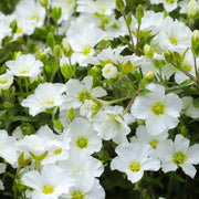 Arenaria montana 9cm -